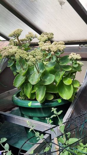 plants