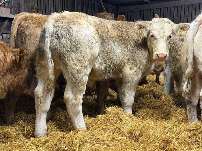 Charolais Weanlings