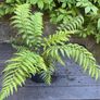 tree ferns - dicksonia antarctica Image 3