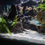 Fluval Fish Tanks 200ltr Image 7