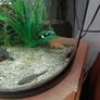 Boyu fish tank Image 3
