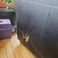 leather couch