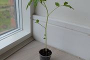 Tomato