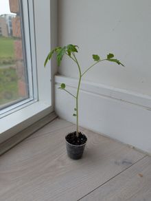 Tomato