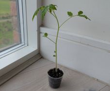 Tomato