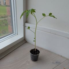 Tomato