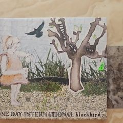 One Day International CD - Blackbird