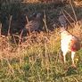 Pheasants 2026 Image 7