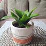 Beautiful Sansevieria Hahnii in decorative pot Image 10