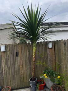 10ft tall Palm Tree. cordyline australis