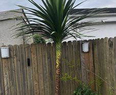 10ft tall Palm Tree. cordyline australis