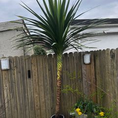 10ft tall Palm Tree. cordyline australis
