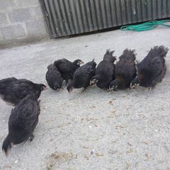 poultry