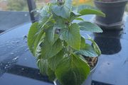Plant