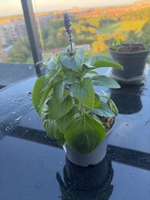 Plant