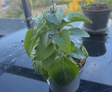 Plant