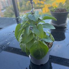Plant