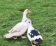 Hatching Eggs - Ducks Various Breeds