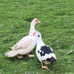 Hatching Eggs - Ducks Various Breeds