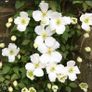 Clematis montana var grandiflora Image 2