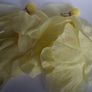 Lemon Yellow Pearl Cluster Stud Glass Inlay Extravagant Chiffon Petal Tassel Earrings Image 7