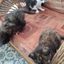 kittens Image 5