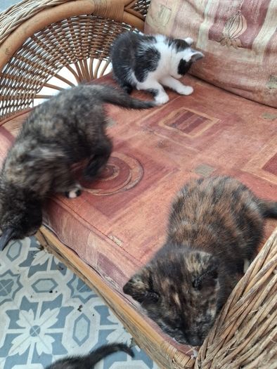 kittens