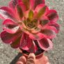 plant Image 2
