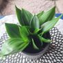 Sansevieria Hahnii with offsets in cute pot Image 4