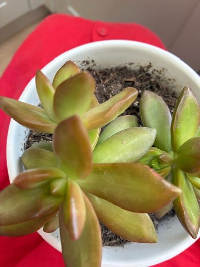 plant