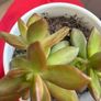 plant Image 5