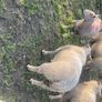Purebred charollais ram and ewe lambs Image 2