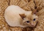 lovely tom cat for rehoming