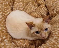 lovely tom cat for rehoming