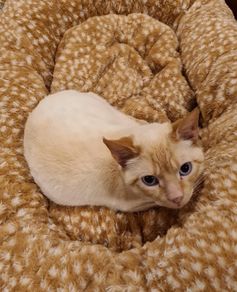 lovely tom cat for rehoming