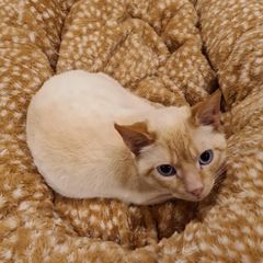 lovely tom cat for rehoming