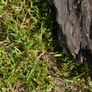 Antique Bog Oak - Garden Decoration Image 4