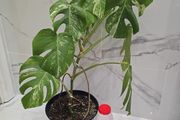 Monstera Albo Variegated - house plant - indoor plant