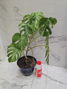 Monstera Albo Variegated - house plant - indoor plant