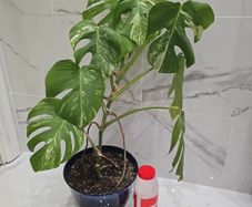 Monstera Albo Variegated - house plant - indoor plant