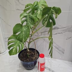 Monstera Albo Variegated - house plant - indoor plant