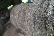 Hay