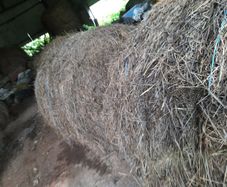 Hay