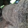 Hay Image 2