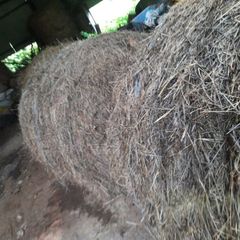 Hay