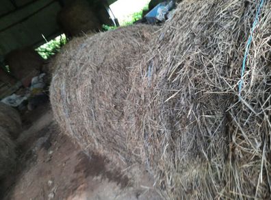 Hay