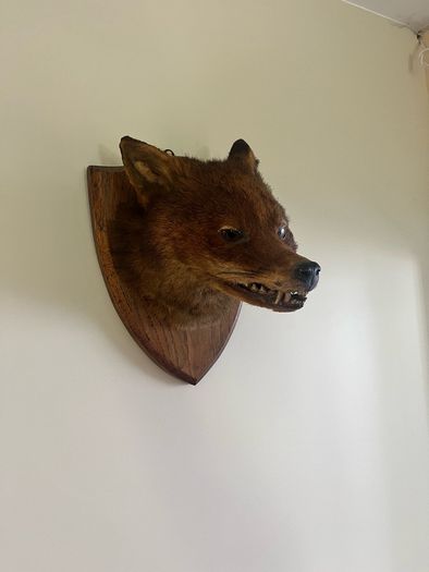 Antique Taxidermy Red Fox Mask