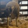 Mid March PBR Tex Ram Lamb Image 4