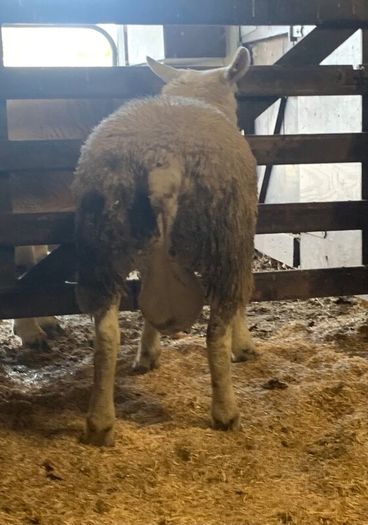 Mid March PBR Tex Ram Lamb