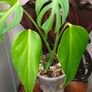 No.4 Monstera Burle Marx Flame Image 2